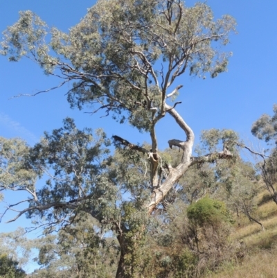 Eucalyptus melliodora (Yellow Box) at Conder, ACT - 30 Mar 2021 by michaelb