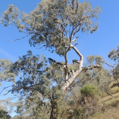 Eucalyptus melliodora (Yellow Box) at Conder, ACT - 30 Mar 2021 by MichaelBedingfield