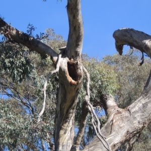 Eucalyptus melliodora at Conder, ACT - 30 Mar 2021