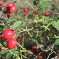 Rosa rubiginosa (Sweet Briar, Eglantine) at Rob Roy Range - 30 Mar 2021 by michaelb