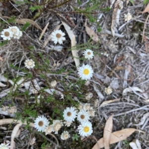 Helichrysum calvertianum at Woodlands, NSW - 22 Apr 2021