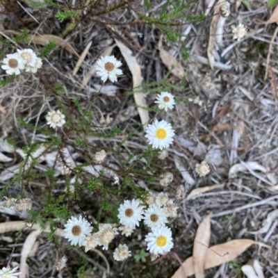 Helichrysum calvertianum (Everlasting Daisy) at Woodlands - 22 Apr 2021 by KarenG