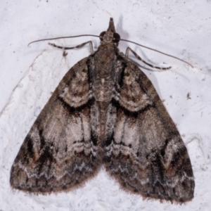 Microdes diplodonta at Melba, ACT - 17 May 2021 10:18 PM