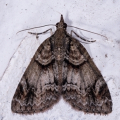 Microdes diplodonta at Melba, ACT - 17 May 2021 10:18 PM