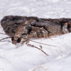 Microdes diplodonta at Melba, ACT - 17 May 2021 10:18 PM