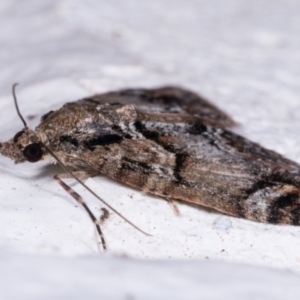 Microdes diplodonta at Melba, ACT - 17 May 2021 10:18 PM