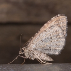 Chrysolarentia subrectaria (A Geometer moth) at Melba, ACT - 19 May 2021 by kasiaaus