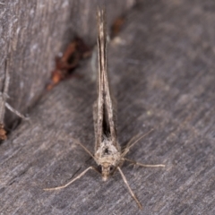 Chrysolarentia subrectaria at Melba, ACT - 19 May 2021