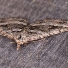 Chrysolarentia subrectaria at Melba, ACT - 19 May 2021 10:52 PM