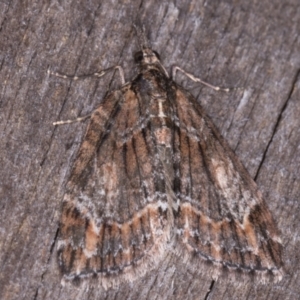 Microdes diplodonta at Melba, ACT - 19 May 2021