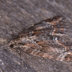 Microdes diplodonta at Melba, ACT - 19 May 2021