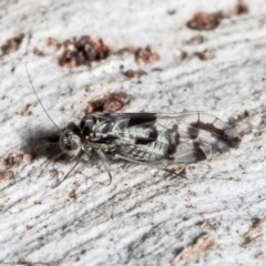 Psocodea 'Psocoptera' sp. (order) (Unidentified plant louse) at Forde, ACT - 20 May 2021 by Roger