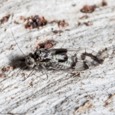 Psocodea 'Psocoptera' sp. (order) (Unidentified plant louse) at Forde, ACT - 20 May 2021 by Roger