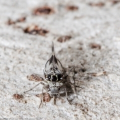 Psocodea 'Psocoptera' sp. (order) at Forde, ACT - 20 May 2021