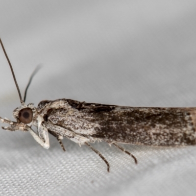 Phycitinae (subfamily) (A snout moth) at Melba, ACT - 29 Nov 2020 by Bron