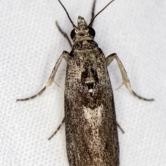 Phycitinae (subfamily) at Melba, ACT - 29 Nov 2020 11:02 PM