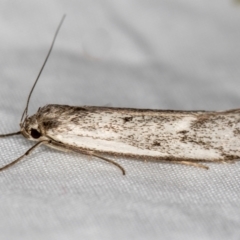 Philobota (genus) (Unidentified Philobota genus moths) at Melba, ACT - 28 Nov 2020 by Bron
