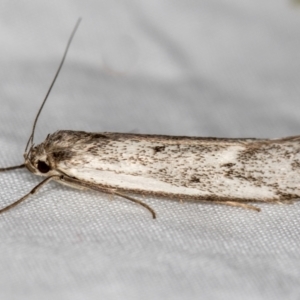 Philobota (genus) at Melba, ACT - 29 Nov 2020