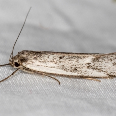 Philobota (genus) (Unidentified Philobota genus moths) at Melba, ACT - 28 Nov 2020 by Bron