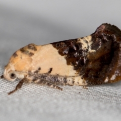 Hypertropha chlaenota (A Gelechioid moth) at Melba, ACT - 29 Nov 2020 by Bron