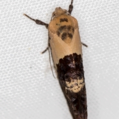 Hypertropha chlaenota at Melba, ACT - 29 Nov 2020