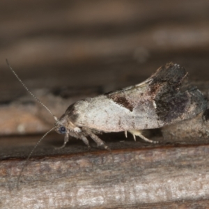 Eupselia holoxantha at Melba, ACT - 29 Nov 2020