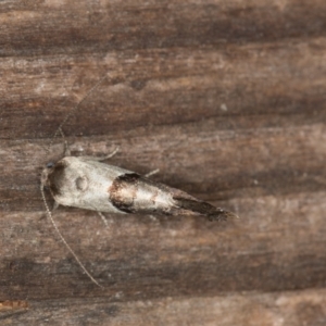 Eupselia holoxantha at Melba, ACT - 29 Nov 2020