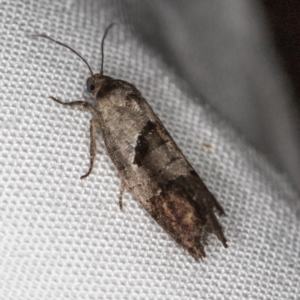 Eupselia holoxantha at Melba, ACT - 29 Nov 2020