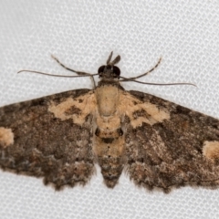 Pasiphilodes testulata (Pome looper) at Melba, ACT - 29 Nov 2020 by Bron