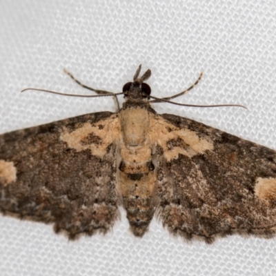 Pasiphilodes testulata (Pome looper) at Melba, ACT - 29 Nov 2020 by Bron