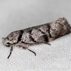 Lichenaula onychodes (A Xyloryctid moth) at Melba, ACT - 29 Nov 2020 by Bron