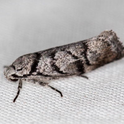 Lichenaula onychodes (A Xyloryctid moth) at Melba, ACT - 29 Nov 2020 by Bron