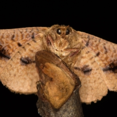 Aglaopus pyrrhata (Leaf Moth) at Melba, ACT - 29 Nov 2020 by Bron