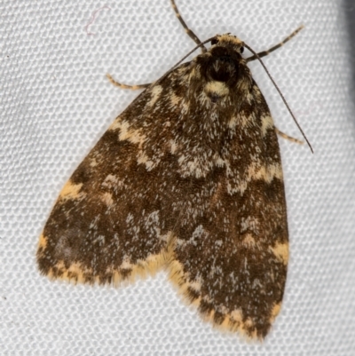 Halone sinuata (Rock Lichen Moth) at Melba, ACT - 29 Nov 2020 by Bron