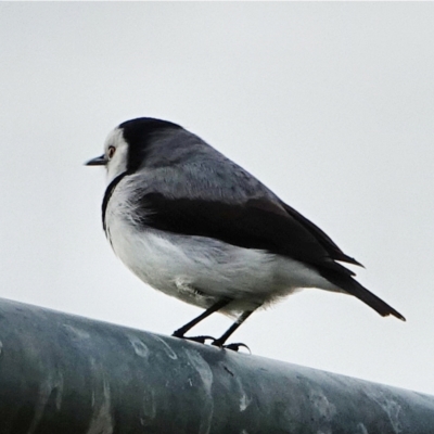 Epthianura albifrons (White-fronted Chat) at Coombs Ponds - 20 May 2021 by Ct1000