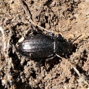 Seirotrana sp. (genus) at Forde, ACT - 2 Apr 2021