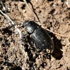 Seirotrana sp. (genus) at Forde, ACT - 2 Apr 2021 01:26 PM