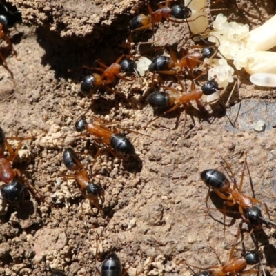 Camponotus consobrinus (Banded sugar ant) at Forde, ACT - 2 Apr 2021 by HarveyPerkins