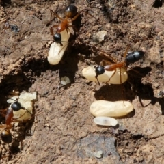 Camponotus consobrinus at Forde, ACT - 2 Apr 2021