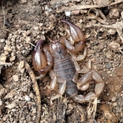 Urodacus manicatus (Black Rock Scorpion) at Forde, ACT - 2 Apr 2021 by HarveyPerkins