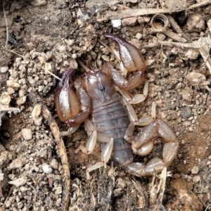 Urodacus manicatus at Forde, ACT - 2 Apr 2021 01:57 PM