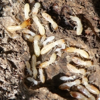 Heterotermes sp. (genus) (Termite) at Forde, ACT - 2 Apr 2021 by HarveyPerkins