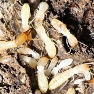 Heterotermes sp. (genus) at Forde, ACT - 2 Apr 2021