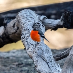 Petroica phoenicea (Flame Robin) at Namadgi National Park - 19 May 2021 by trevsci