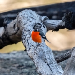 Petroica phoenicea (Flame Robin) at Tennent, ACT - 19 May 2021 by trevsci