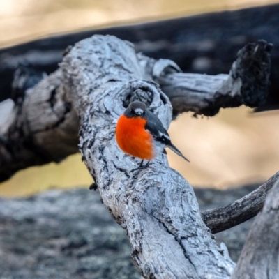 Petroica phoenicea (Flame Robin) at Namadgi National Park - 19 May 2021 by trevsci