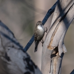 Cormobates leucophaea (White-throated Treecreeper) at Namadgi National Park - 19 May 2021 by trevsci