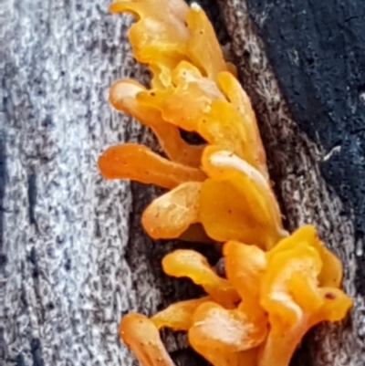 Dacryopinax spathularia (Dacryopinax spathularia) at Flea Bog Flat, Bruce - 20 May 2021 by tpreston