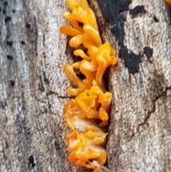 Dacryopinax spathularia at Bruce, ACT - 20 May 2021