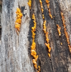 Dacryopinax spathularia at Bruce, ACT - 20 May 2021